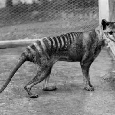 Tassie tiger 'de-extinction' bid aims to dispel myths