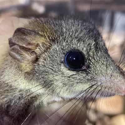 Feisty phascogales fight back from the brink