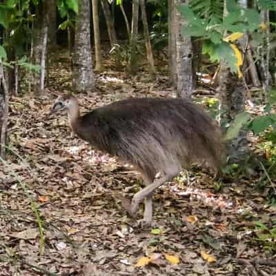 Free as a bird: orphaned cassowary returns to the wild