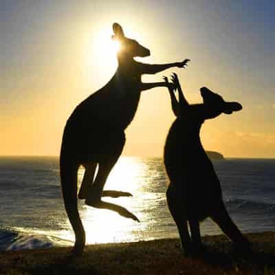 Demand to pressure US senators out of kangaroo ban