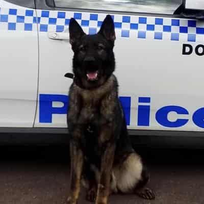 'Devastating' police dog deaths probed after pod fail