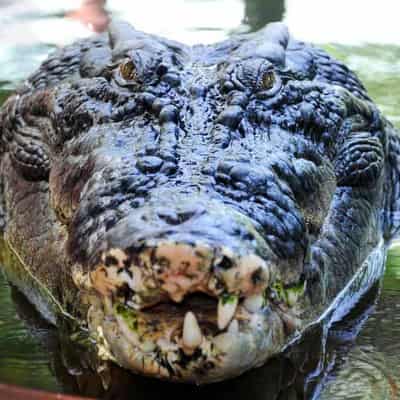 A 'sweetheart': Cassius the record-breaking croc dies