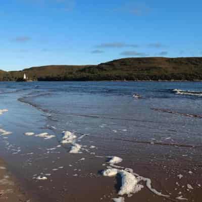 Pilot whales stuck on remote 'stranding hotspot'