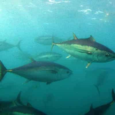 Fishy sustainability practices in popular canned tuna