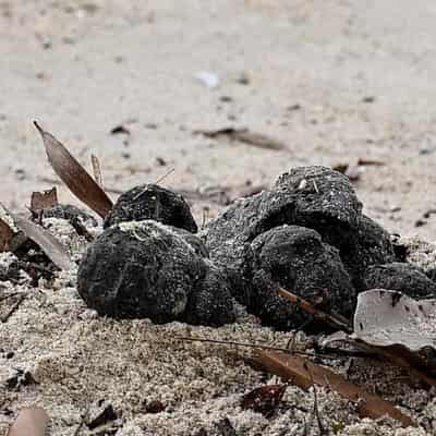 Fatberg-type waste likely source of mystery beach balls