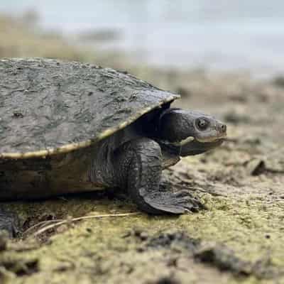 Turtle shell shock as chemicals pose population risk