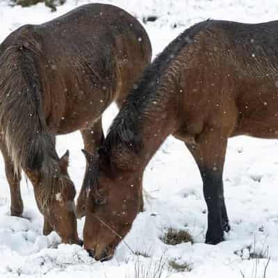 Brumbies cull wins tick of approval, but rift remains