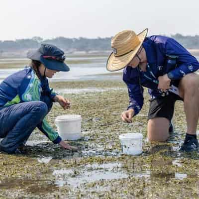 Vast seagrass nursery to rejuvenate wild Reef meadows