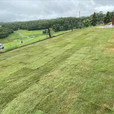 Fire ants escape Queensland hidden in 'treated turf'