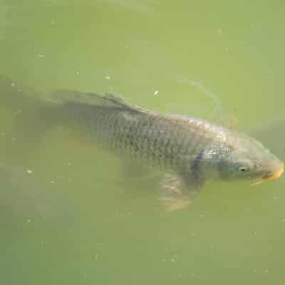 Scientists make splash as native fish risk going under