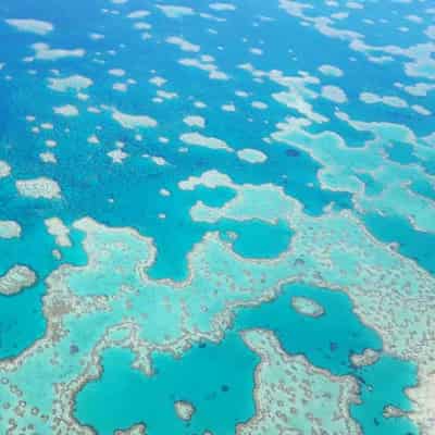 Reef coral battling after bleaching, natural disasters