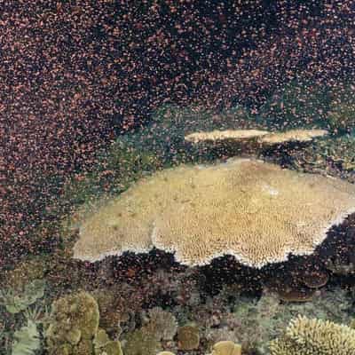 Coral spawning program hailed a great success for reef