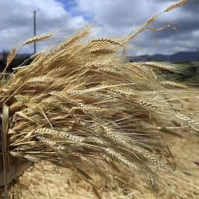 Grain production graph misleads on climate change impact