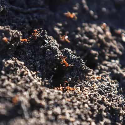 'Emergency measures' needed to suppress fire ant sting