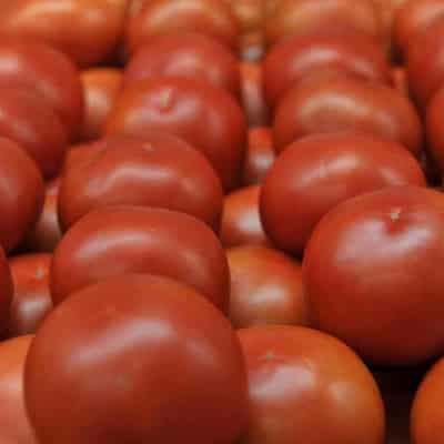 National push to squeeze out source of tomato virus