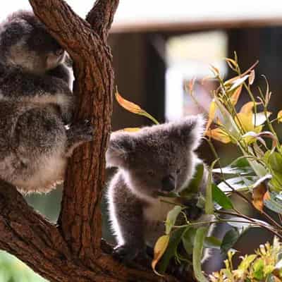 Fur flies over billion-dollar koala park cost claims