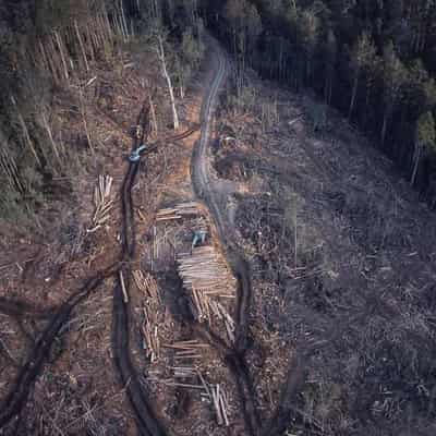 Old-growth trees could be logged under native expansion