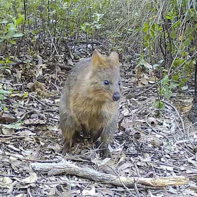 River project catches 'surprising creature' on camera