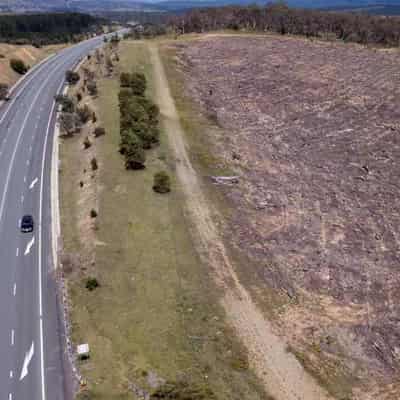 Native forest logging costs deepen, timber piles up