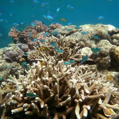 'Summer from hell' sparks reef coral bleaching fears