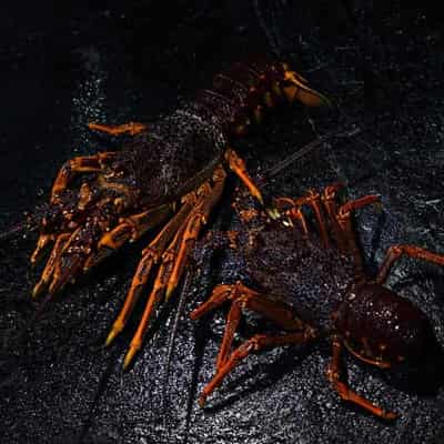 Live lobsters back on Chinese menus as relations thaw