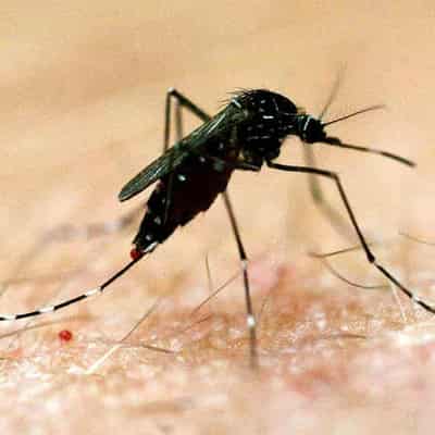 Wet-spell sting as mosquito-borne disease threat rises