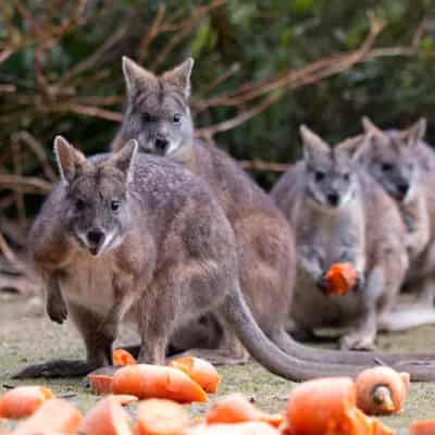 Plea to save wallabies from becoming feasts for foxes