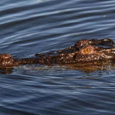 Crocodile count raises concerns about swimming holes