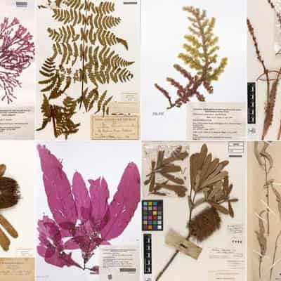 Plants collected on Cook voyage in new online archive