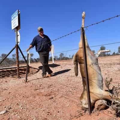 Sights on bounty hunters to help cull feral pests