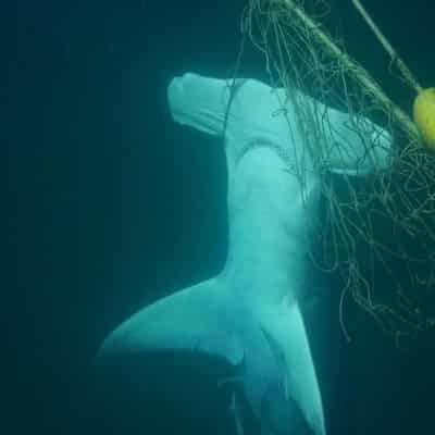 Support grows to ditch shark nets along popular beaches