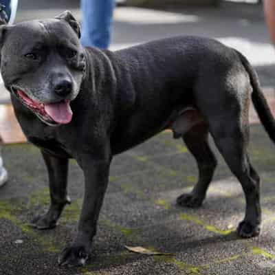 Call for dog licences, breed rules after fatal attacks