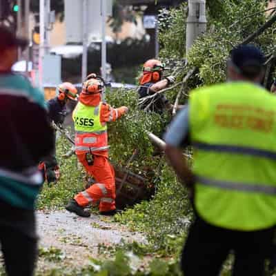 Big falling tree crashes onto inner city pedestrians