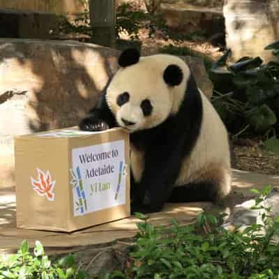 Giant pandas debut at Adelaide Zoo