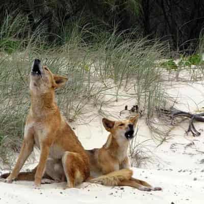 Warning to parents after dingo attacks four-year-old