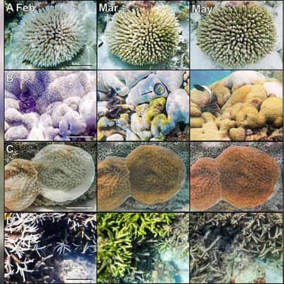 'Catastrophic' damage to reefs from ocean heatwaves