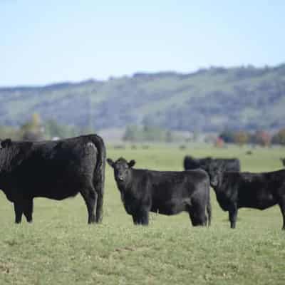 Cheap loans to keep emission-busting farmers profitable