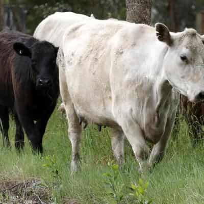 Weight loss drugs, Trump and conflicts shape ag outlook