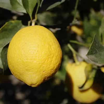 Video of Barbara O’Neill saying lemons cure diabetes is an AI fake