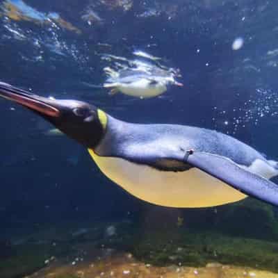 Glowed-up Pesto 'flirting' as star penguin turns one