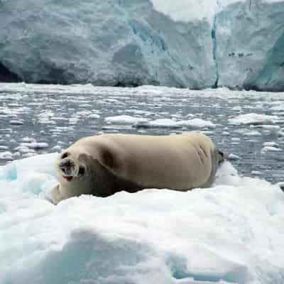 Climate 'lies' claim misrepresents Antarctic sea ice loss