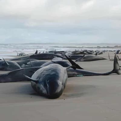 Grim end to 'horrific' stranding of false killer whales