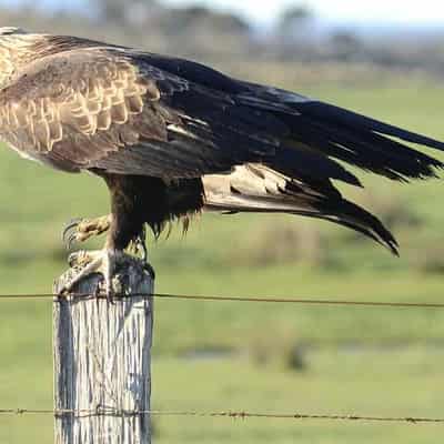 'Buried' wedge-tail eagle report too important to rush