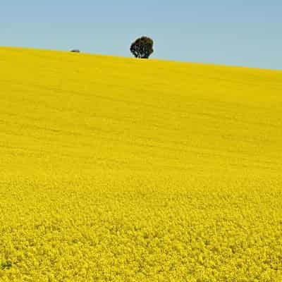 Green fuel cash injection prepares market for take-off