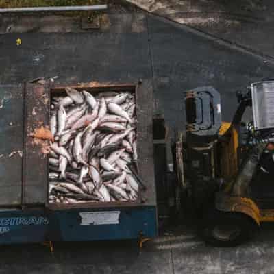 'Unprecedented': thousands of tonnes of dead salmon