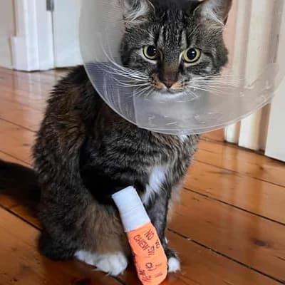 'Barbaric devices': outrage over steel-jawed cat traps