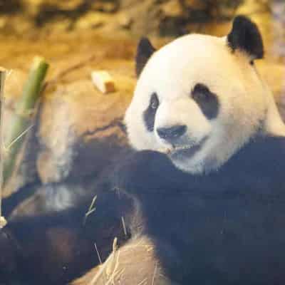 Panda pair doin' it easy in new life Down Under