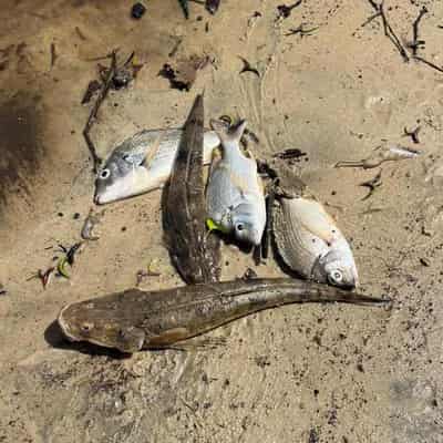 Days of fish kills expected after ex-tropical cyclone