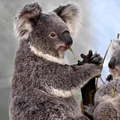 Koalas 'closer to extinction' with new disease outbreak