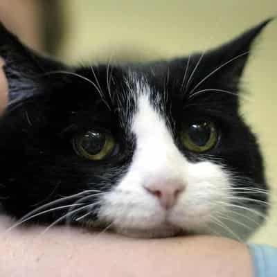 Free-roaming killer cats cost the economy billions